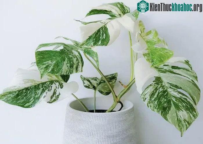 Đằng sau cơn sốt chơi cây cảnh đắt nhất thế giới ảnh 1