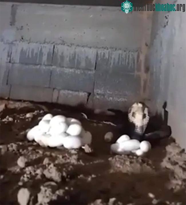 Đi tìm mèo nhưng lại phát hiện ổ hổ mang, tổng số rắn và trứng khi bắt được gây sốc ảnh 1