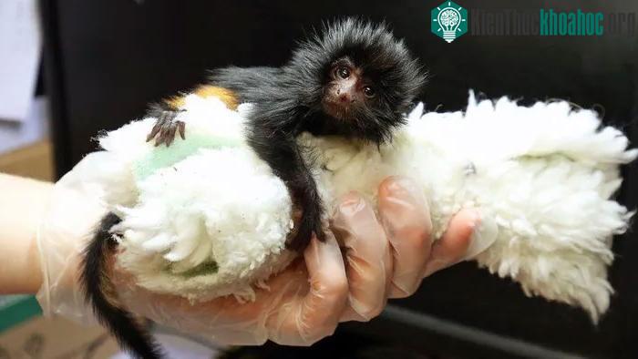 Khỉ sư tử mặt đen tamarin