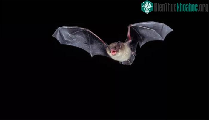 Hàng nghìn loại virus mới được khám phá