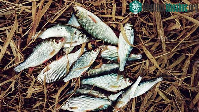 Dù là sự kiện hàng năm nhưng chưa ai thực sự nhìn thấy con cá từ trên trời rơi xuống.&nbsp;