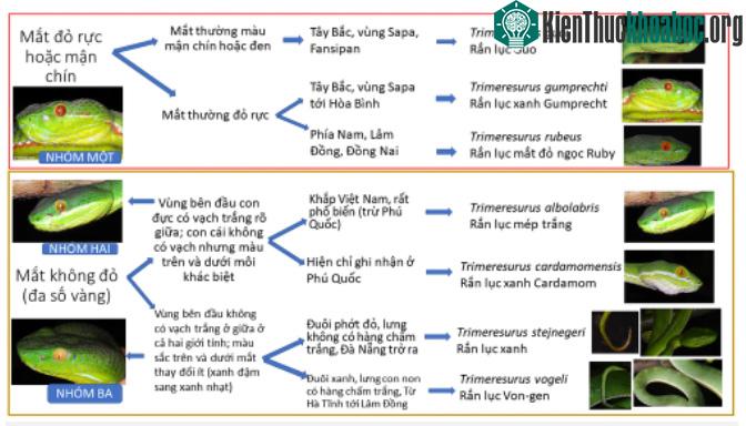 Cách phân biệt các loài rắn lục nhanh chóng.