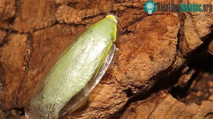 Dù không được coi là loài gây hại nhưng một số nhóm gián cuba bị coi là loài xâm nhập.