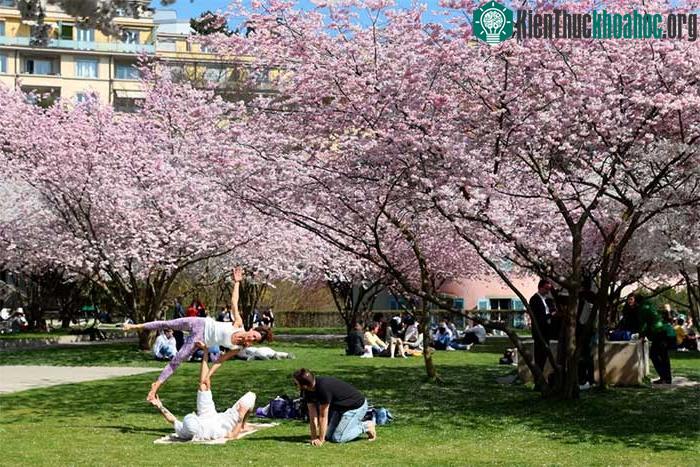 Mọi người cũng tụ tập để tận hưởng mùa anh đào nở ở Thuy Sĩ