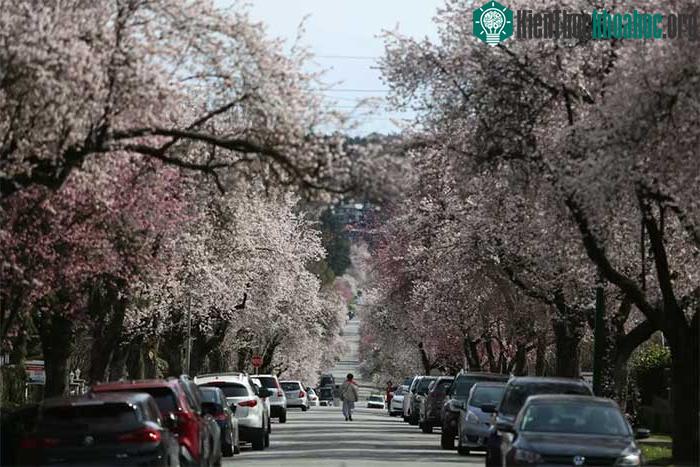 Hoa anh đào nở rộ dọc một con phố ở Vancouver, Canada, vào ngày 24/3.