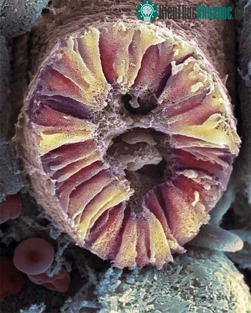 Nephron