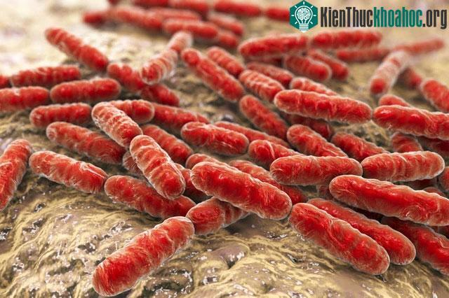Vi khuẩn Lactobacillus