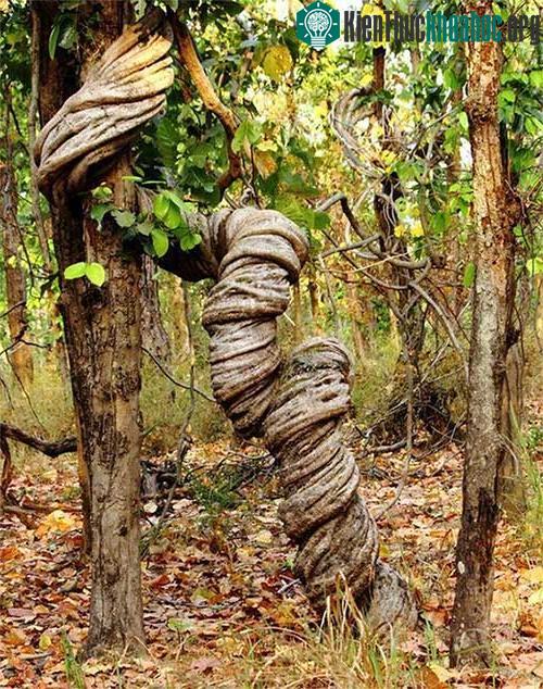 Cây vòi rồng giữa rừng sâu