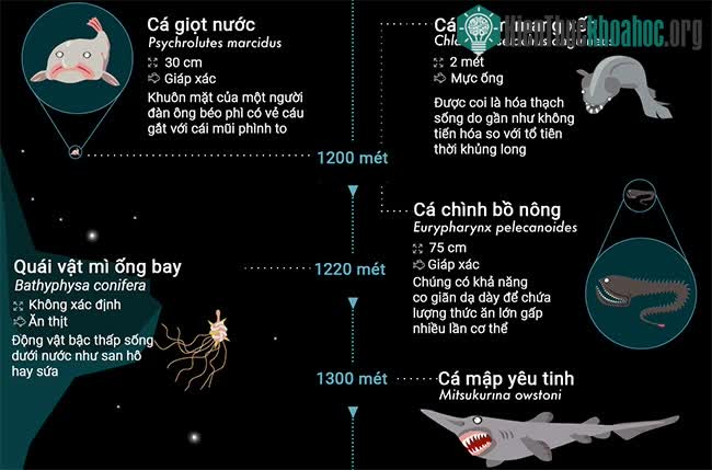 Top 32 sinh vật kỳ lạ dưới đại dương sâu thẳm ảnh 2