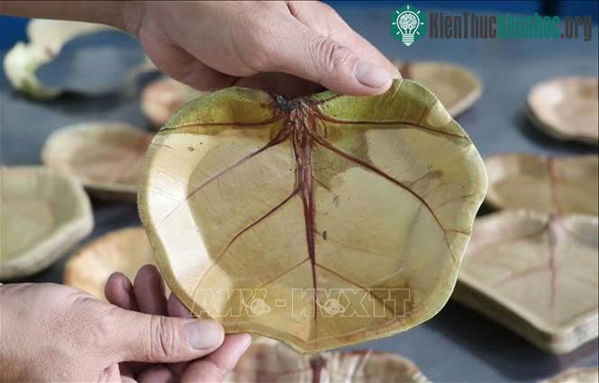 Chiếc đĩa bằng lá có vân rất đẹp, sử dụng được 10 lần thay thế nhựa dùng một lần.&nbsp;