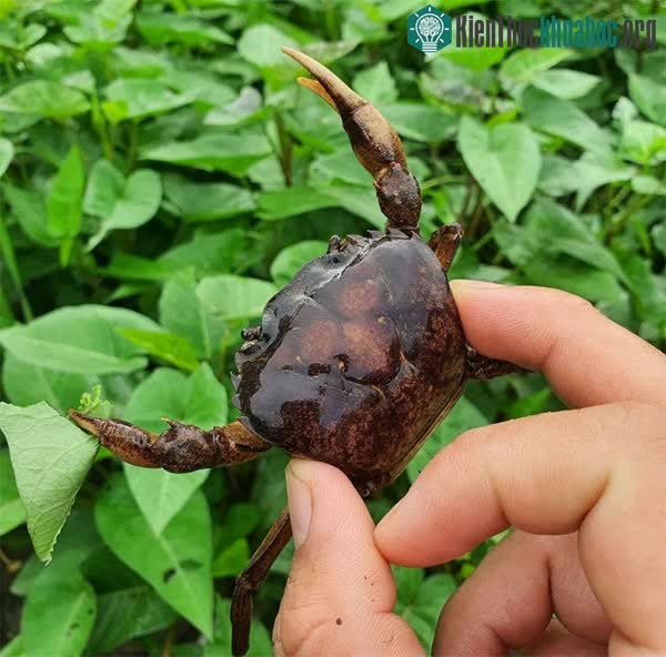 Cua đồng