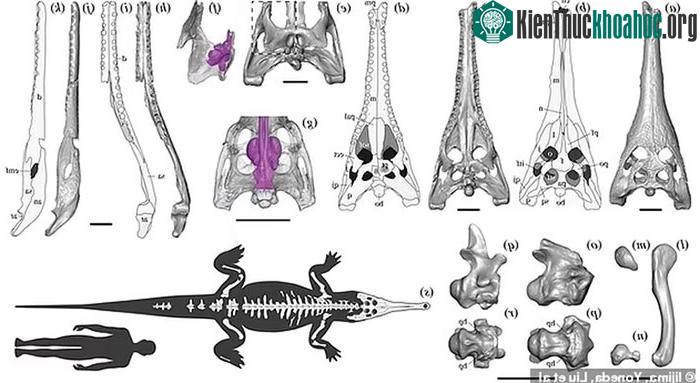Hanyusuchus sinensis được biết đến như là loài săn mồi ở nhóm đầu