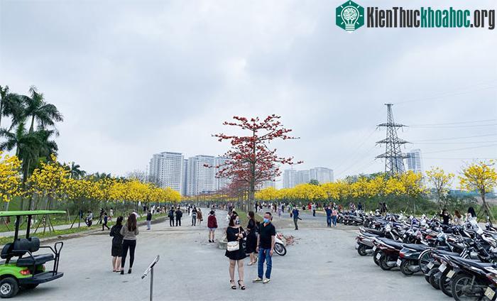 Cây phong linh vàng là loại cây ưa sáng.