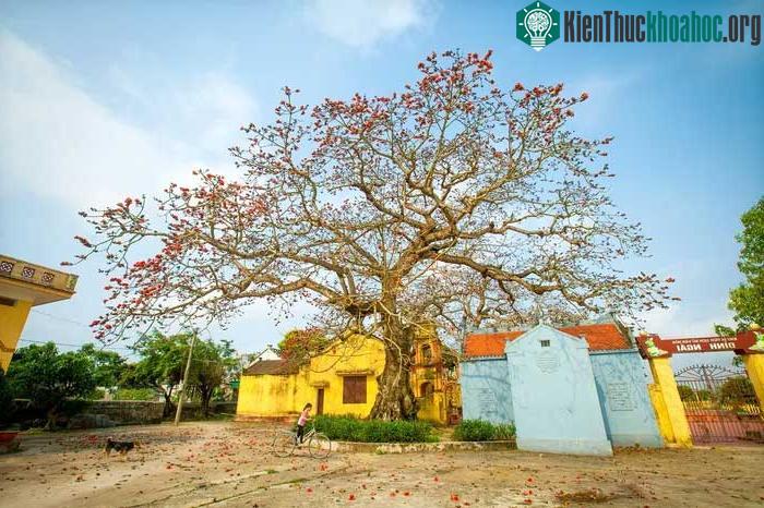 Hoa gạo nở đỏ rợp một khoảng trời.