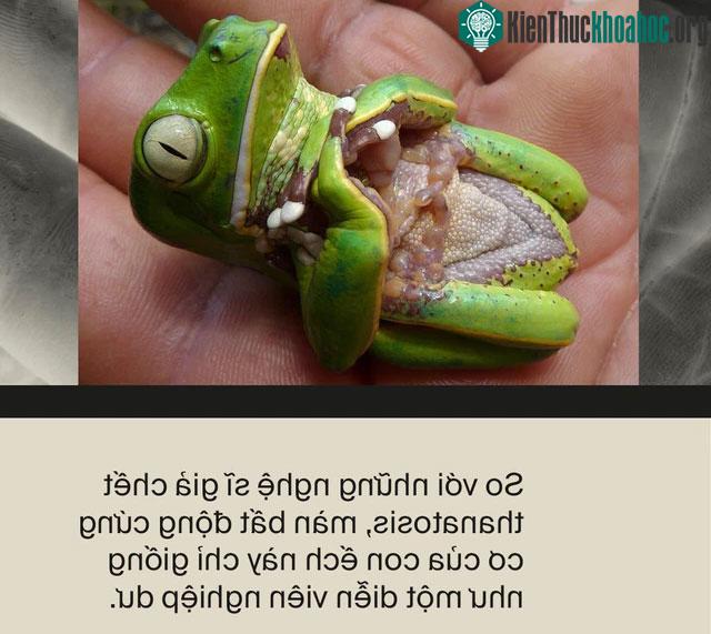 Ếch giả chết