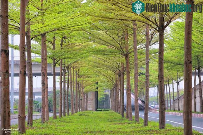 Nút giao thông đông đúc nhưng nhờ hệ thống cây xanh, khu vực này thoáng mát, dễ chịu