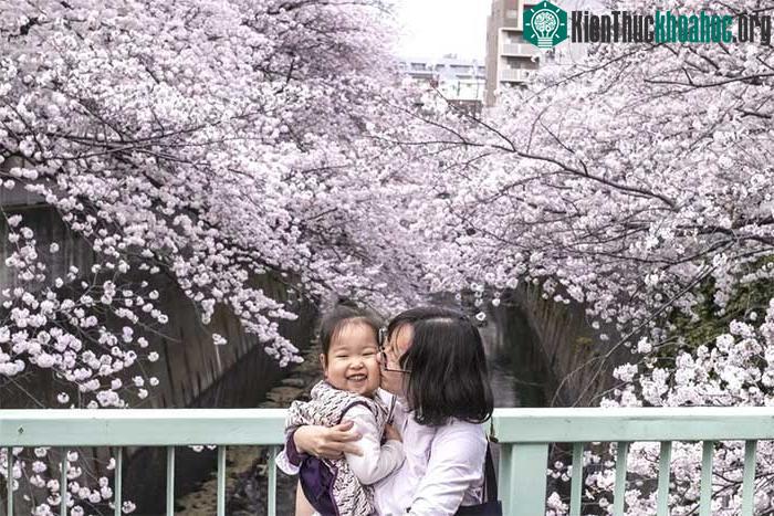 Cây cầu bắc qua sông Edo được bao quanh bởi những hàng cây anh đào ở Tokyo