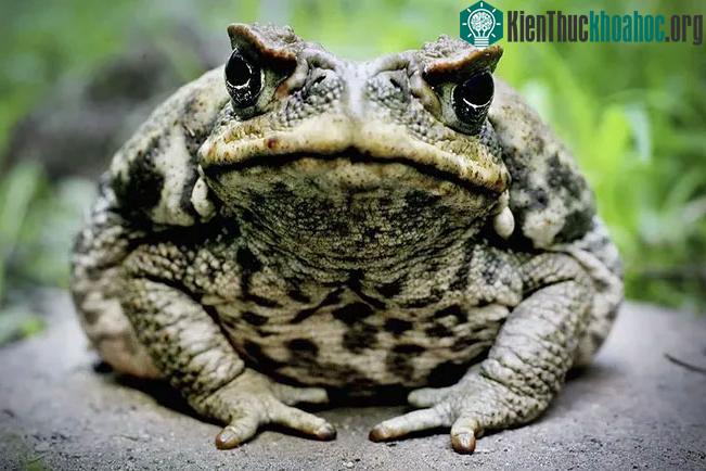 Có thể đã tiến hóa phản ứng này với chất độc của chính chúng&nbsp;