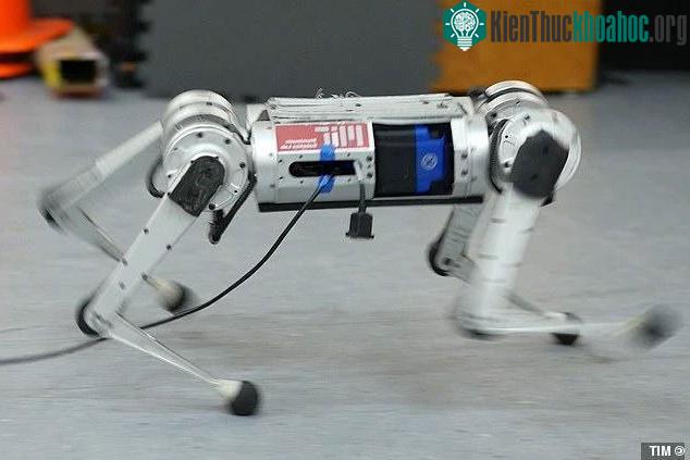 Robot báo Cheetah có thể học chạy để vượt qua giới hạn tốc độ của bản thân ảnh 2