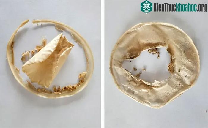 Loài nấm lạ có khả năng "tái chế" chất thải nhựa và cao su ảnh 2