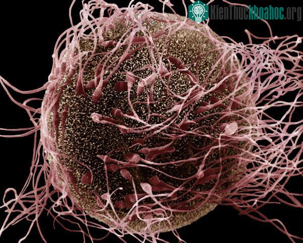 Những đoạn dấu vết này là sản phẩm phụ khi virus lây nhiễm cho một tế bào