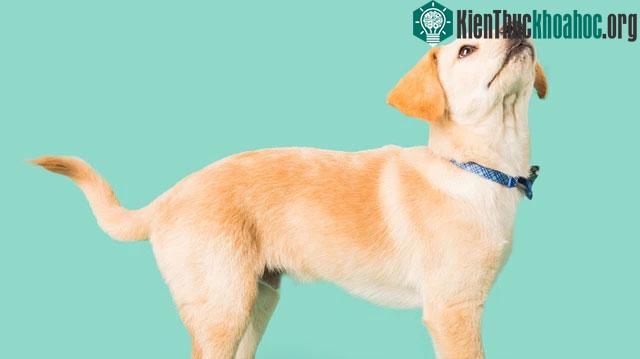 Chó sử dụng đuôi của chúng để truyền đạt cảm xúc của minhf.