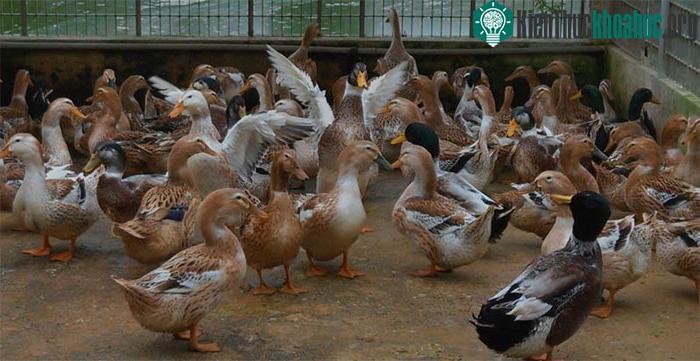 Giống vịt này có thể sống ở môi trường nước mặn, nước lợ.