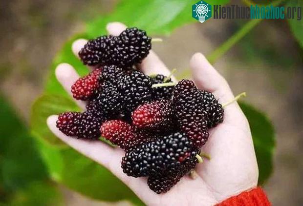 Một khẩu phần nhỏ dâu tằm cũng gần như cung cấp đủ nhu cầu vitamin C trong ngày.
