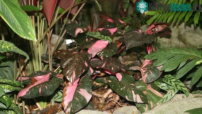 Pink princess philodendron có những mảng lá lem màu hồng, nhưng không phải tự nhiên.