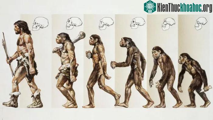 Khí hậu đã hình thành sự tiến hóa của loài người như thế nào? ảnh 2