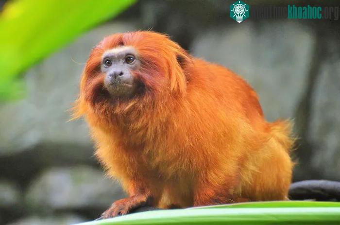 Khỉ sư tử vàng&nbsp;tamarin