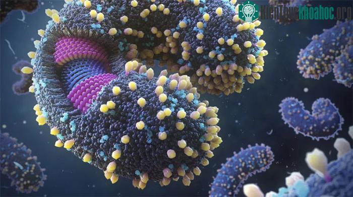 Nhiều phát hiện mới đáng lo: Virus ngày càng nguy hiểm với loài người ảnh 2