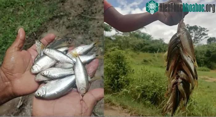 Mưa cá ở Lluvia de Peces