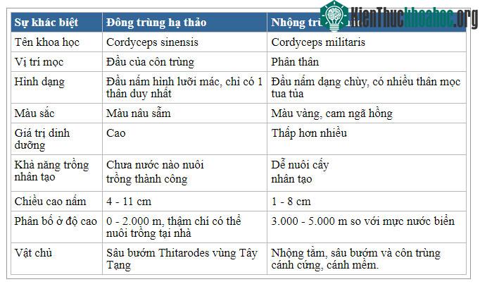 Phân biệt đông trùng hạ thảo và nhộng trùng thảo