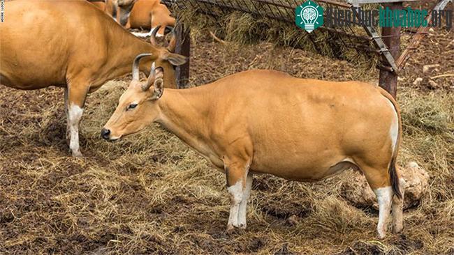 Banteng