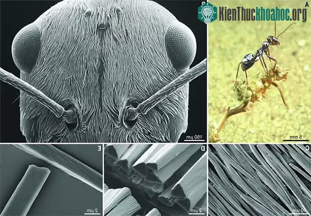 Kiến có cấu trúc với xương chitin bọc ngoài cơ thể.