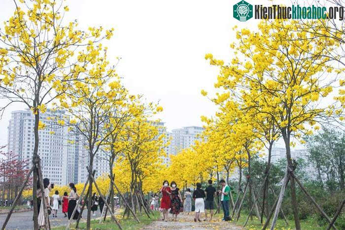 Cây được trồng để tạo cảnh quan và thanh lọc không khí