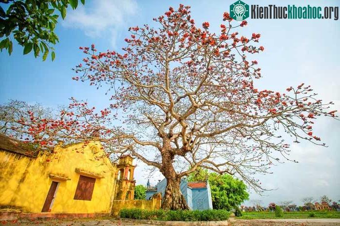 Cây hoa gạo ở cạnh cổng Khu di tích lịch sử văn hóa Đình Ngái, Thái Bình.