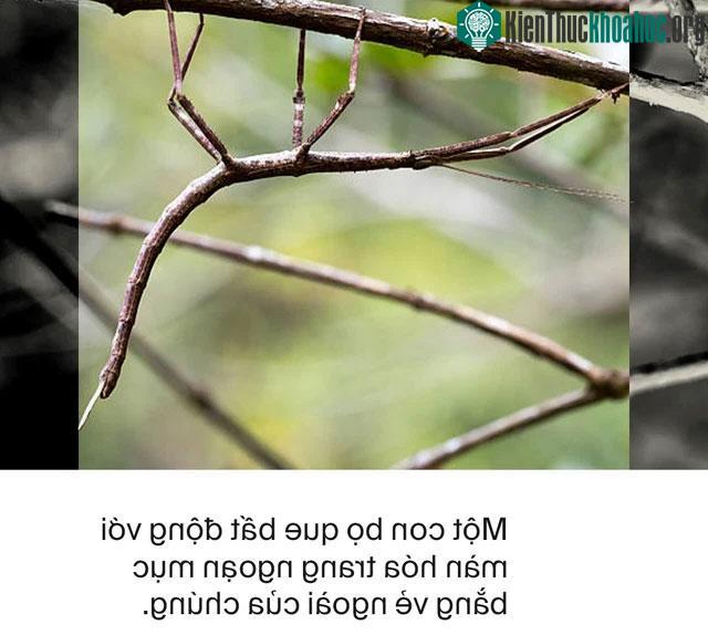 Bọ que