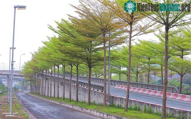 Nút giao "hot" nhất Hà Nội: Hàng bàng lá nhỏ xanh mơn mởn, đẹp "tựa châu Âu" ảnh 3