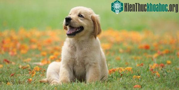 Bằng chứng lâu đời nhất về virus cho đến thời điểm hiện tại được tìm ra trong một nghiên cứu hồi năm 2011