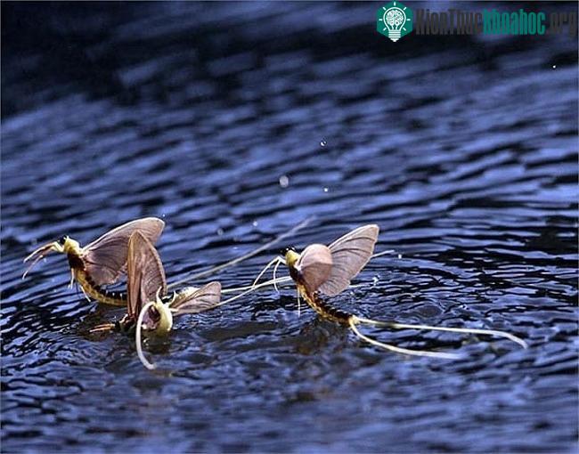 Vờ sau khi ngoi lên sẽ bay vật vờ ở mặt nước để lột xác và tìm bạn tình