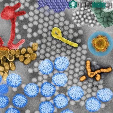 Virus HearNPV.