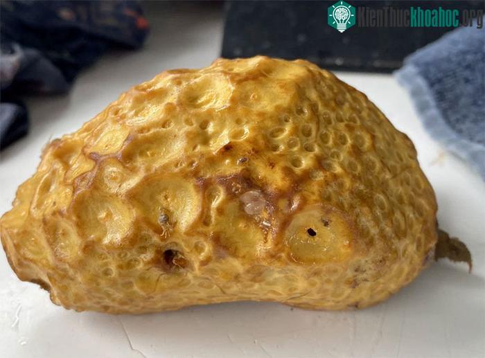 Phần mai có nhiều lỗ tròn nhỏ.