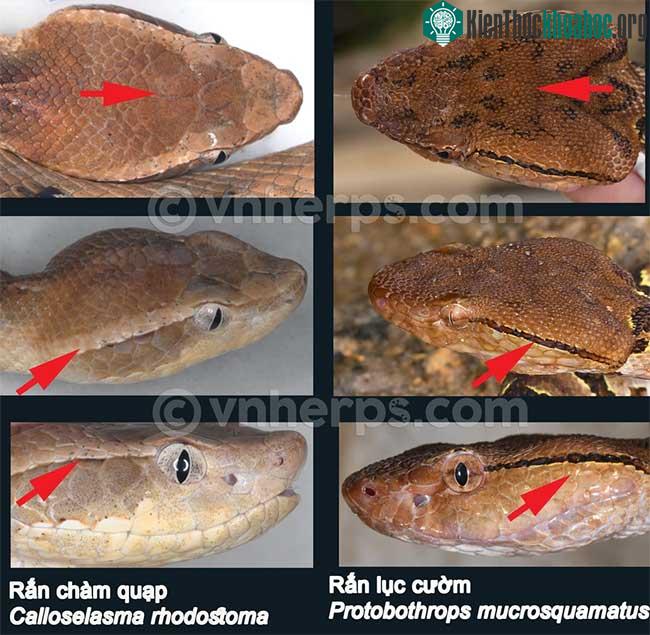 Vảy đầu của rắn chàm quạp lớn hơn rắn lục cườm.