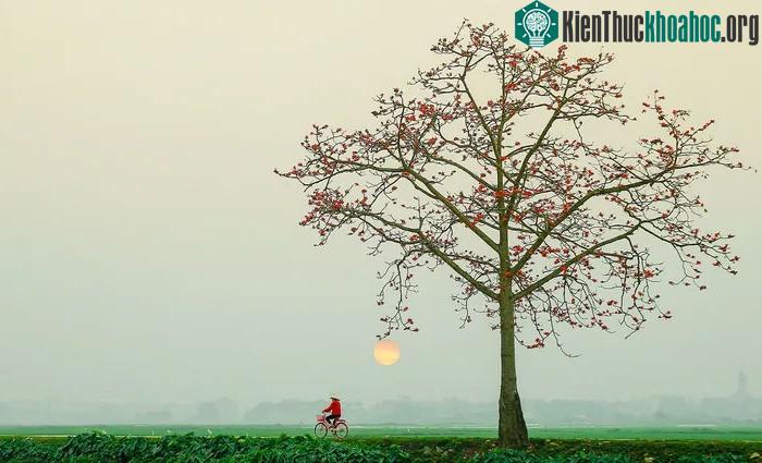 Hình ảnh khiến biết bao trái tim phải xuyến xao vì đã đỗi bình yên, êm ả.