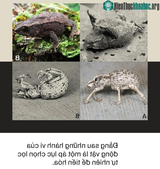 Động vật giả chết