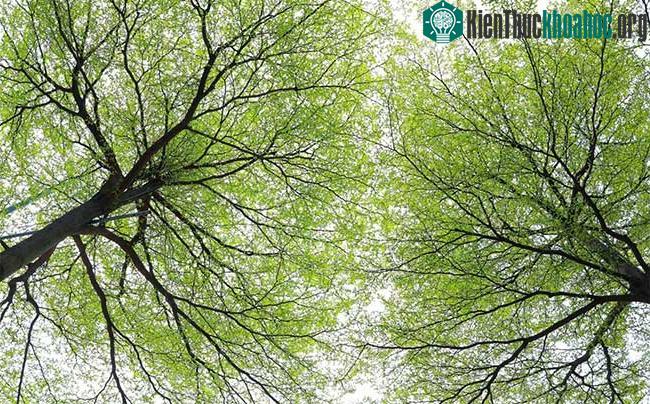 Thời điểm này, bàng lá nhỏ đang phủ xanh nhiều tuyến đường nội thành Hà Nội
