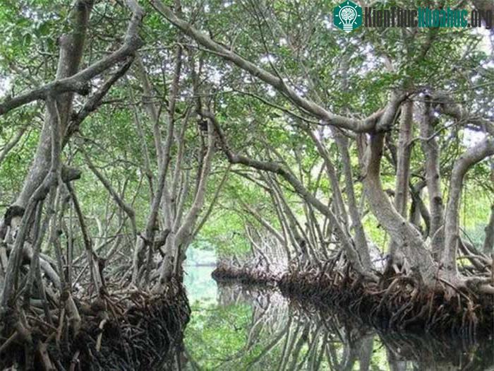 Nơi đây xứng với cái tên "Rừng thiêng nước độc".