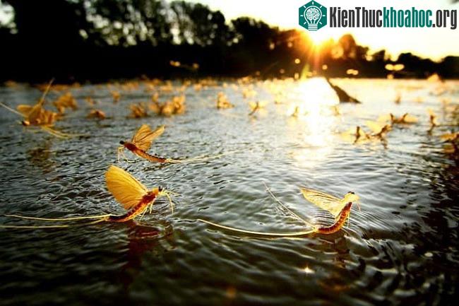 Con vật vờ kỳ lạ ở sông Hồng, sống vài giờ nhưng lưu danh đặc sản, giá tới cả triệu đồng ảnh 4